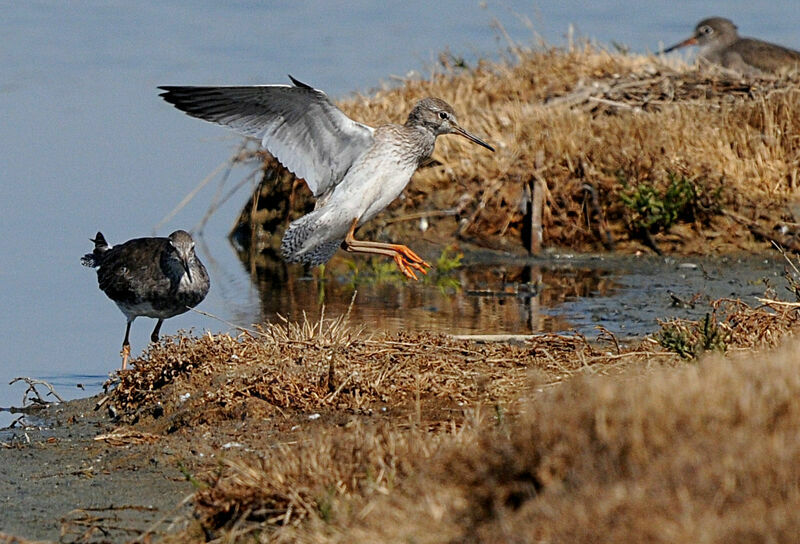 Common Redshank