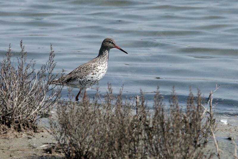 Common Redshank