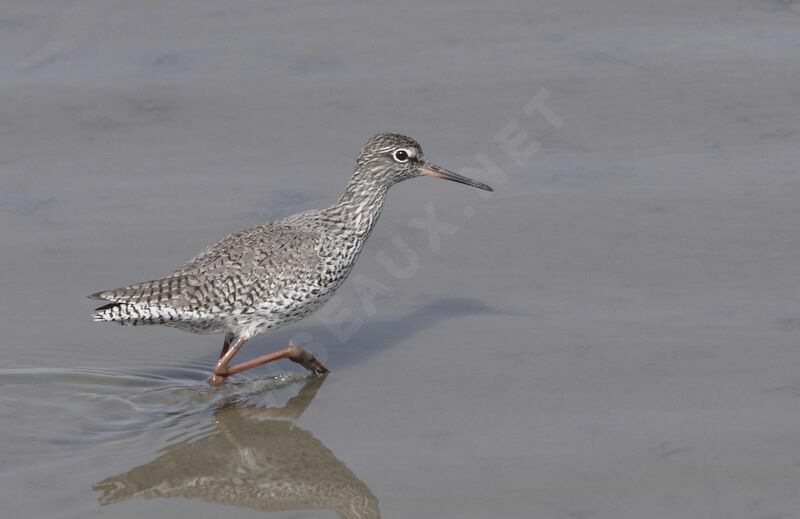 Common Redshank