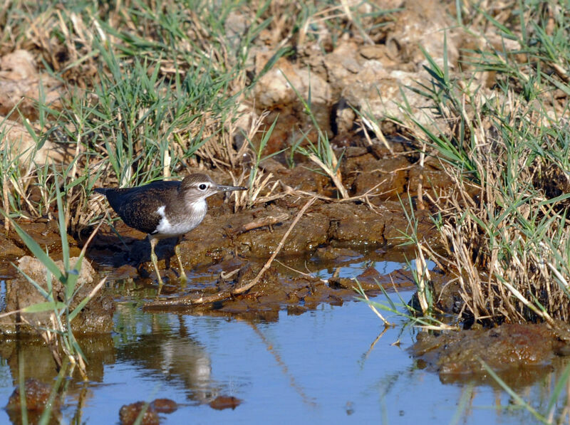 Common Sandpiper