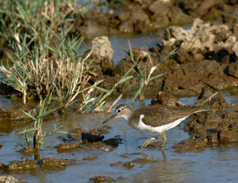 Common Sandpiper