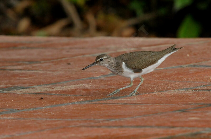 Common Sandpiper