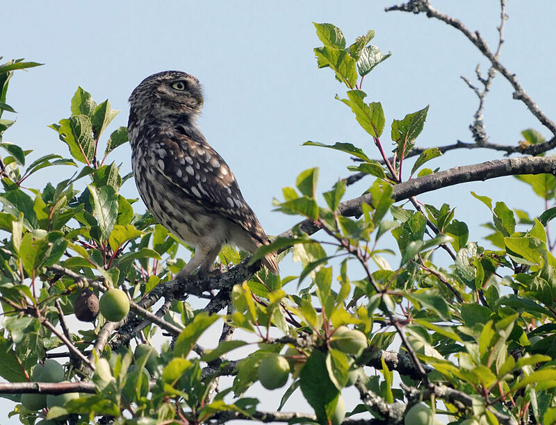 Little Owl male adult