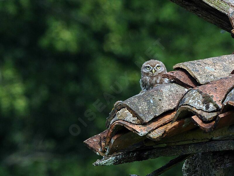 Little Owl