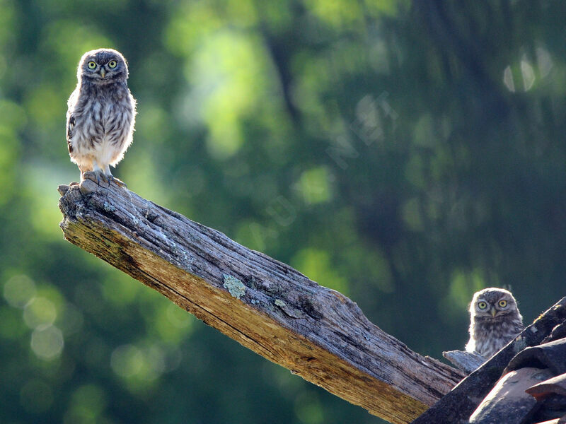 Little Owl