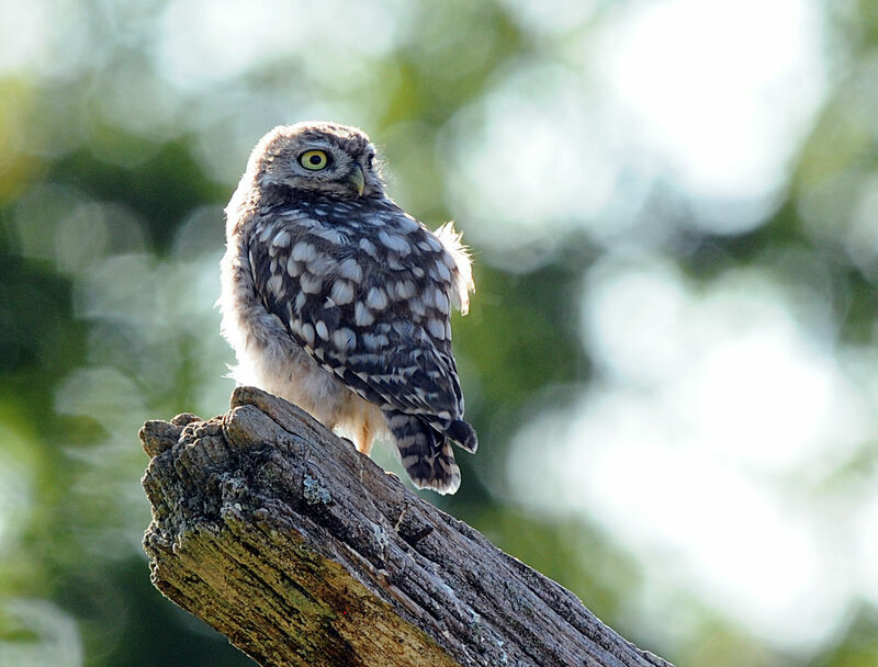 Little Owl