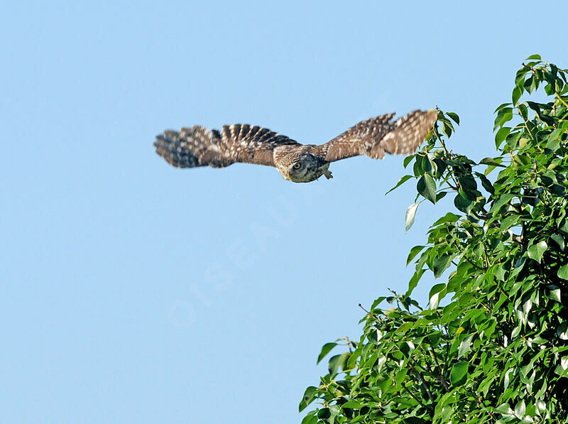 Little Owl