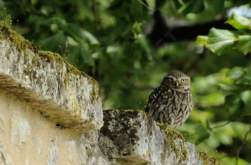 Little Owl male adult breeding