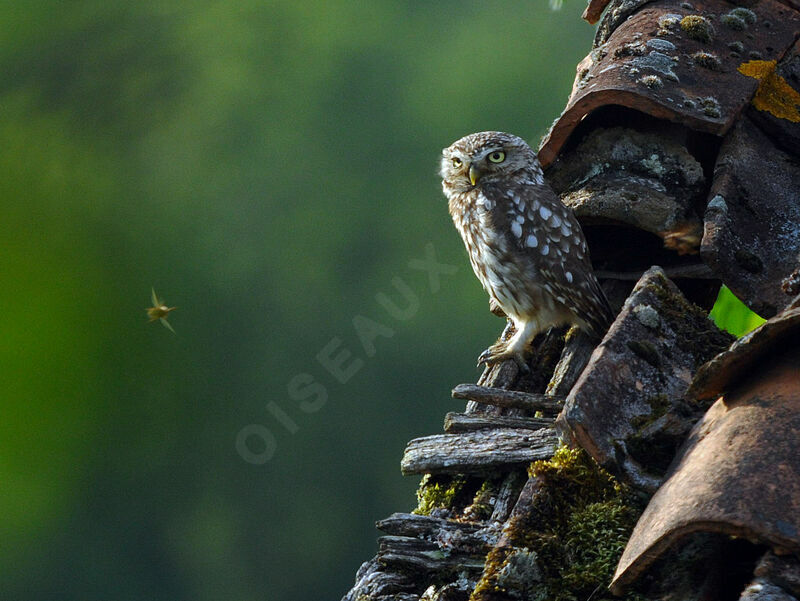 Little Owl