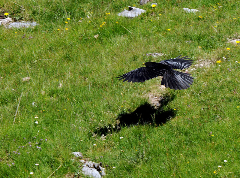 Alpine Chough