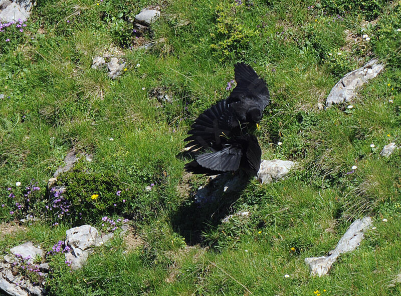 Alpine Chough