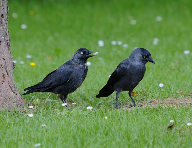 Western Jackdaw