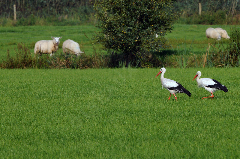 White Stork