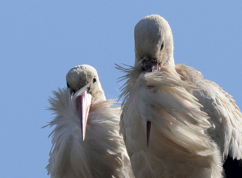 White Stork