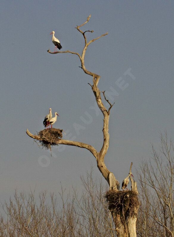 Cigogne blanche