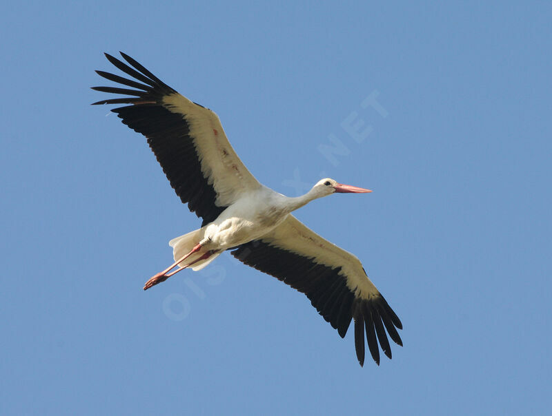 Cigogne blancheadulte nuptial