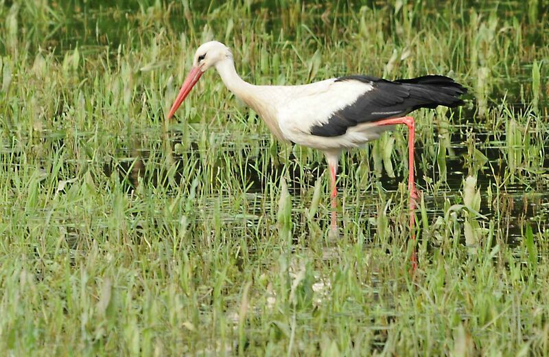 Cigogne blanche