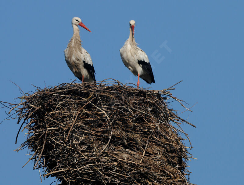 Cigogne blanche