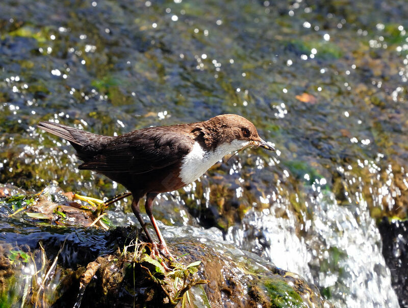 White-throated Dipperadult breeding