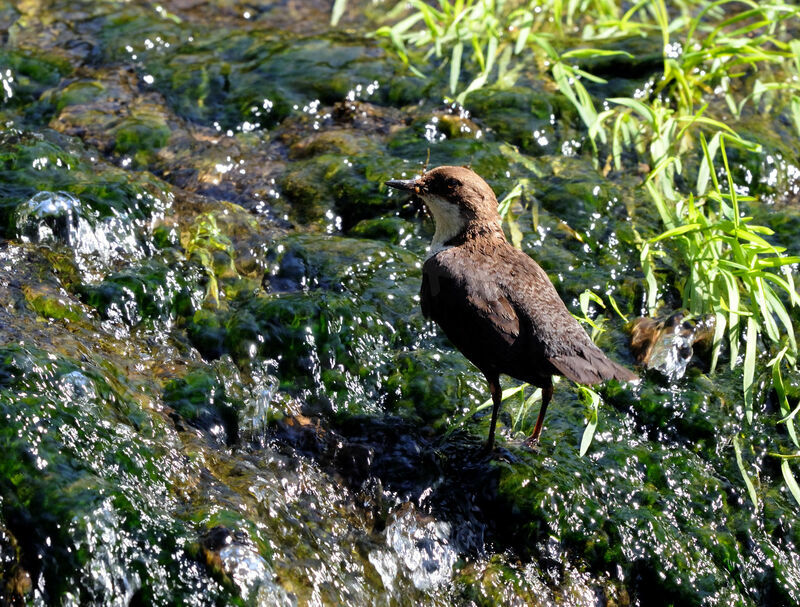 White-throated Dipperadult breeding