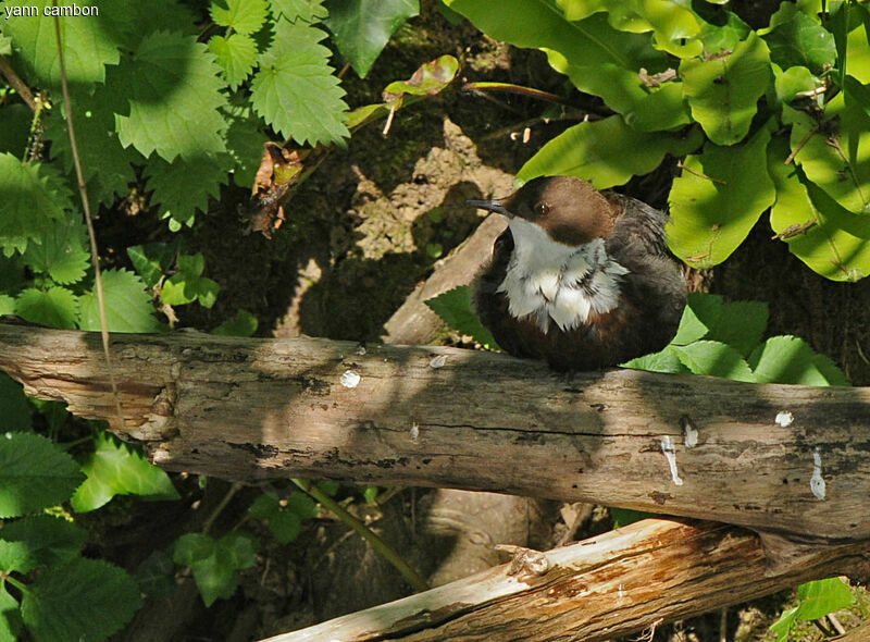 White-throated Dipper