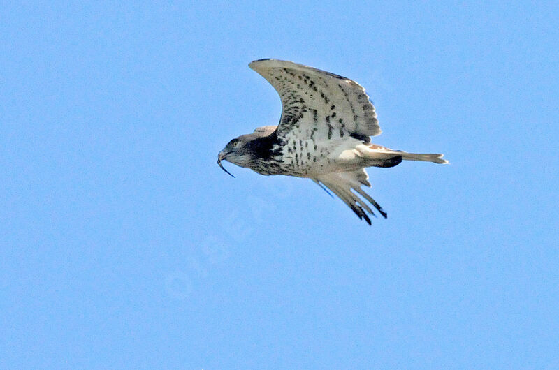 Short-toed Snake Eagle