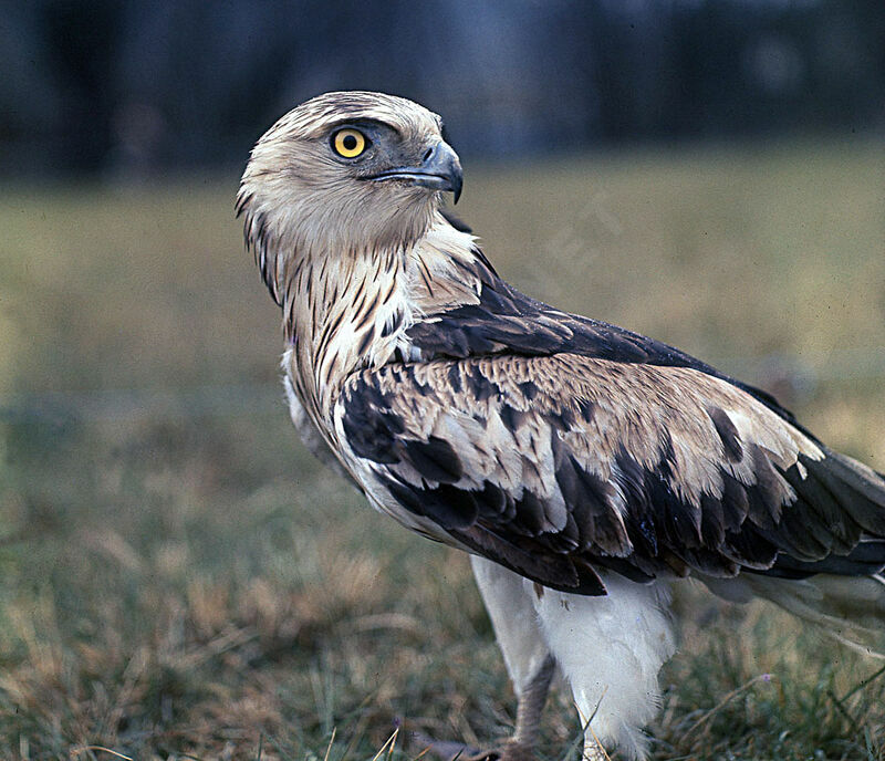 Short-toed Snake Eagle