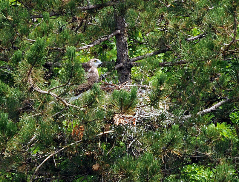 Short-toed Snake Eaglejuvenile