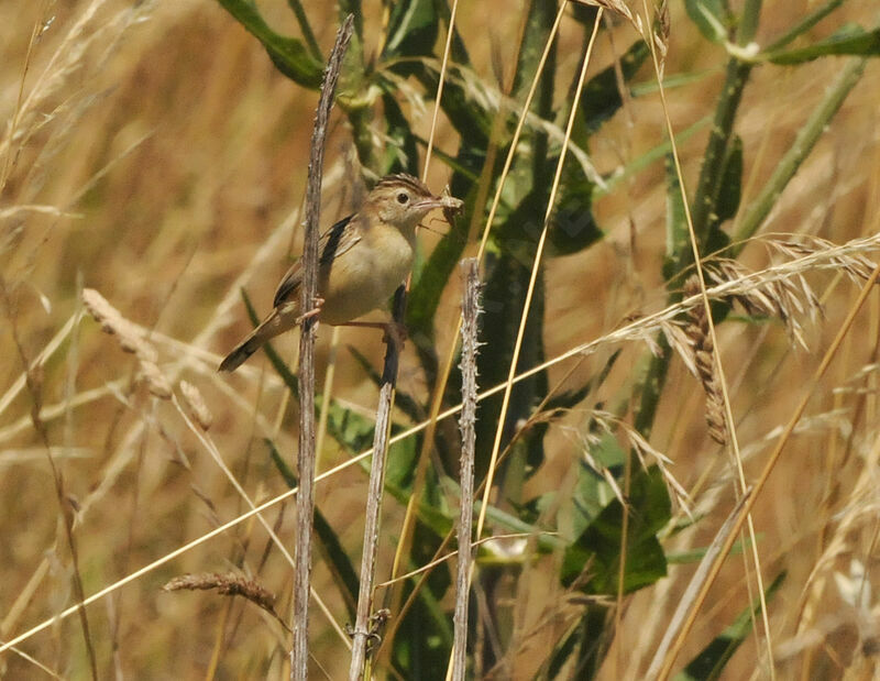 Zitting Cisticolaadult breeding