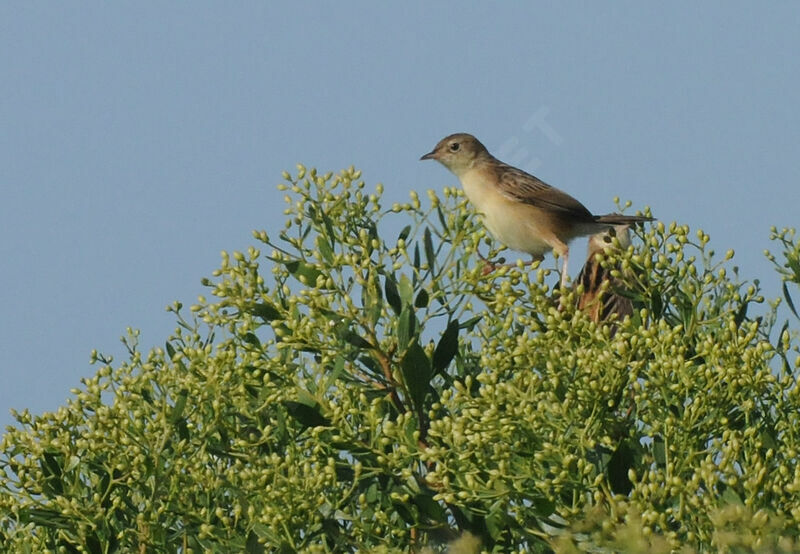 Zitting Cisticola