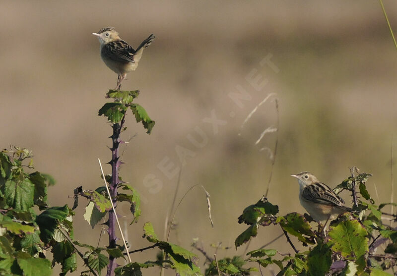 Zitting Cisticola