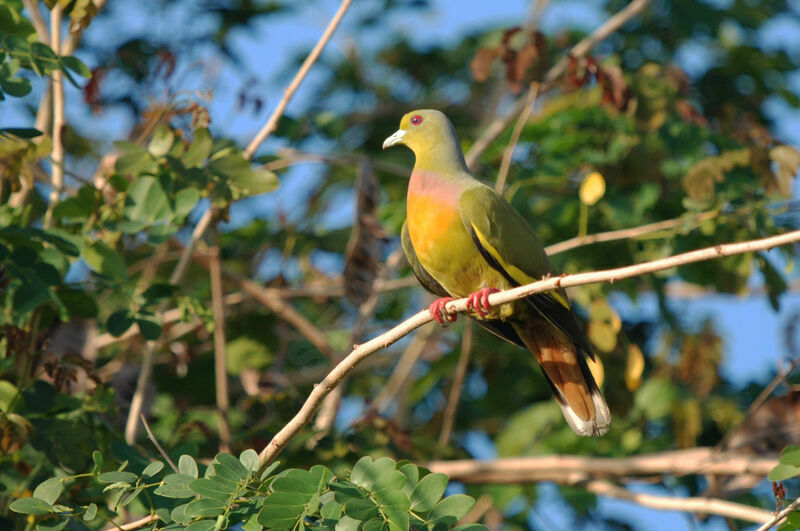 Orange-breasted Green Pigeon