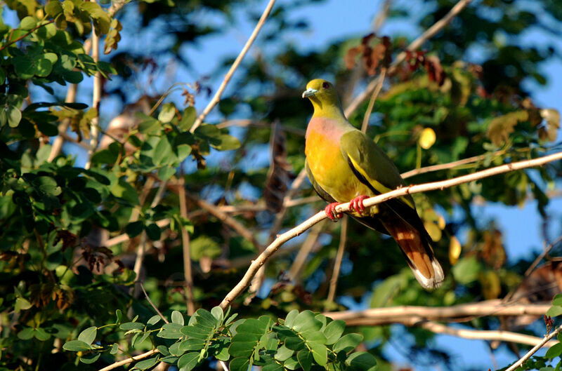 Orange-breasted Green Pigeon