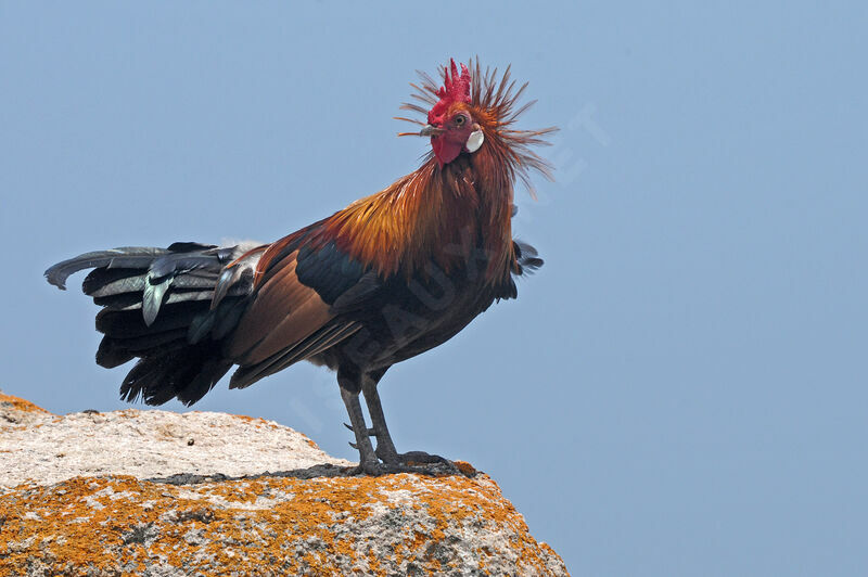 Red Junglefowl