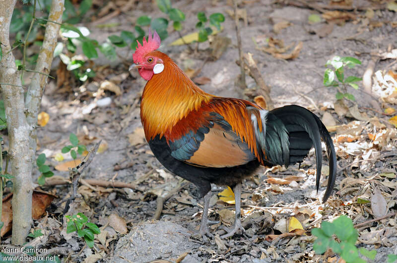 Red Junglefowl male adult, identification