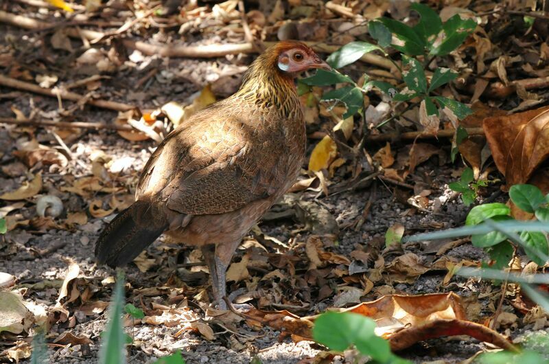 Coq bankiva