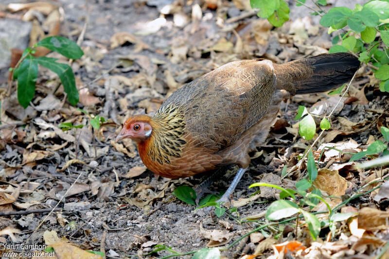 Coq bankiva femelle adulte, identification