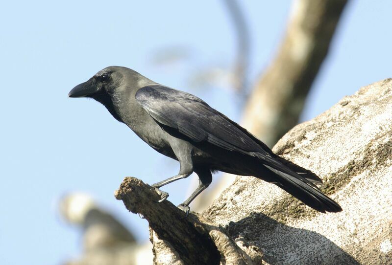 House Crow