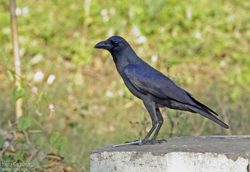 House Crowadult, identification