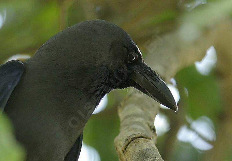 House Crow