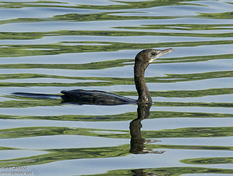 Cormoran de Vieillotadulte internuptial, nage