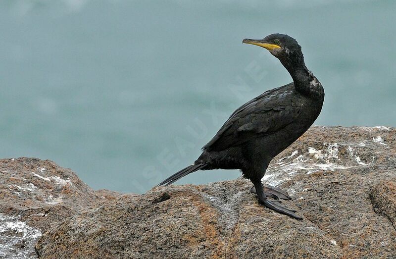 European Shag