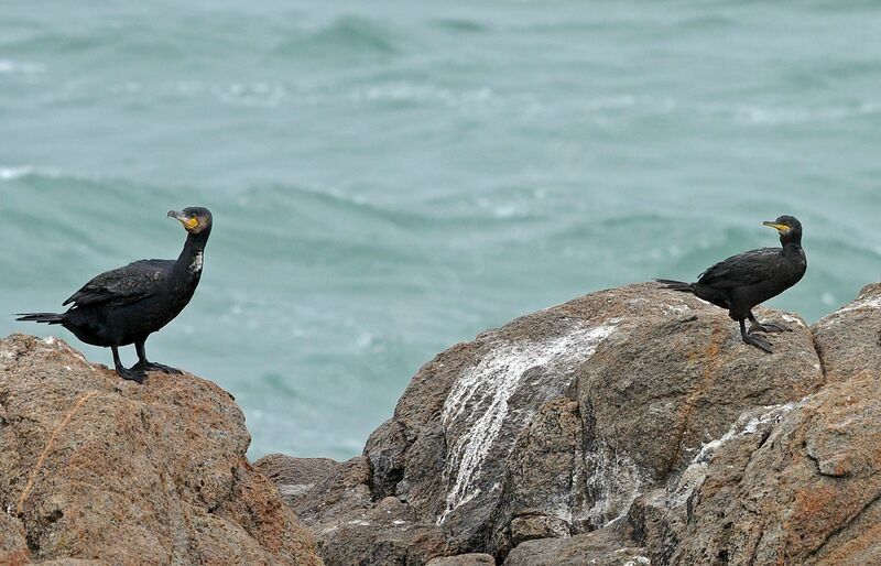 European Shag