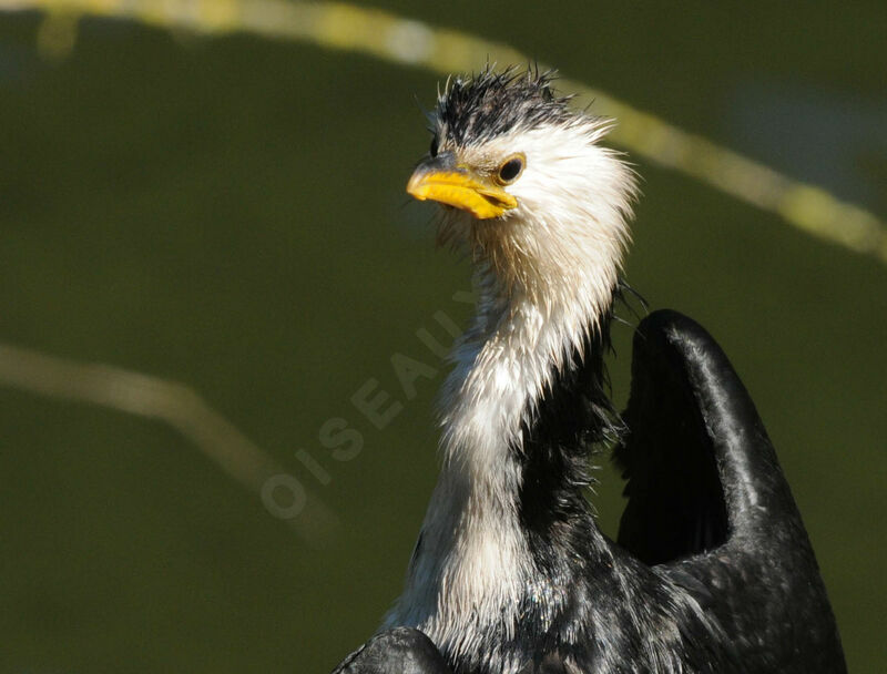 Little Pied Cormorant