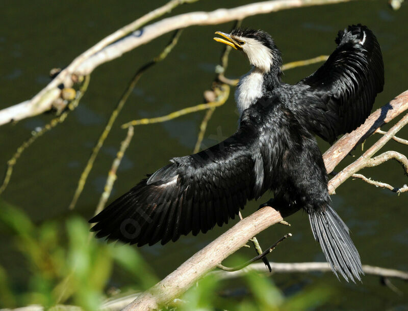 Cormoran pie