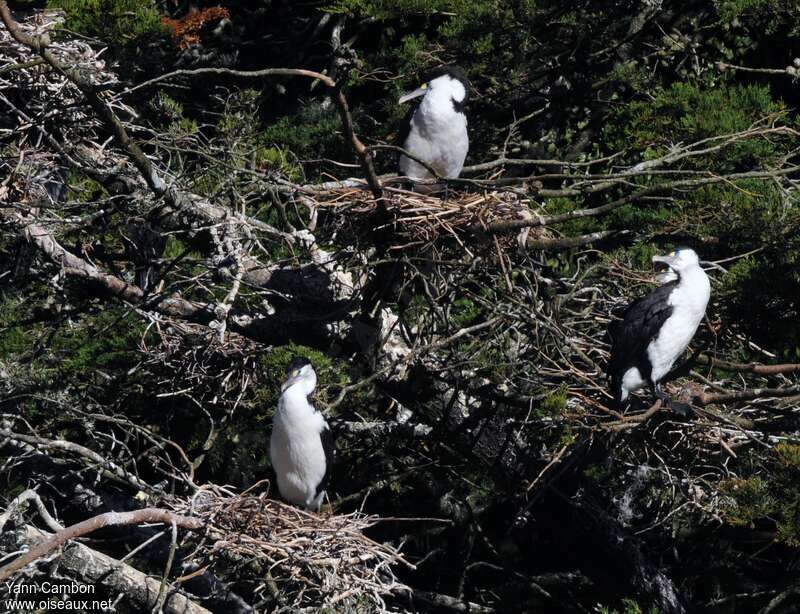 Cormoran varié, habitat, r. coloniale