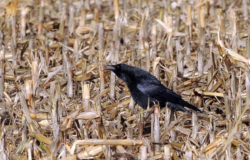 Carrion Crow