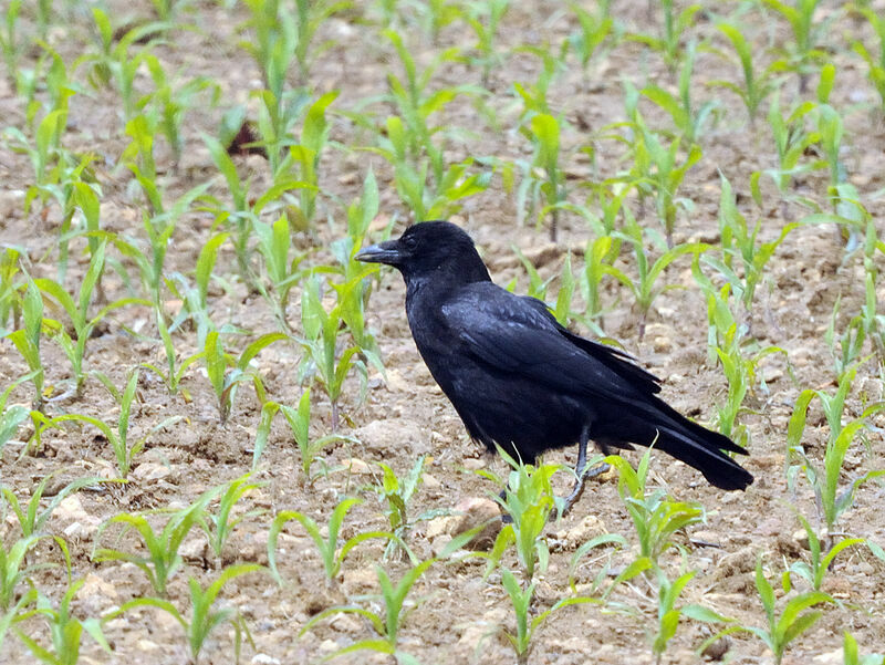 Carrion Crow