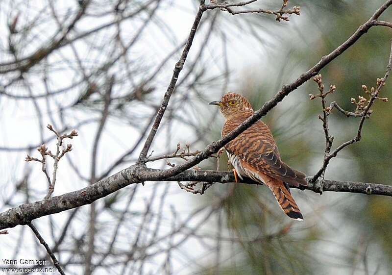 Common Cuckoo female adult, identification, pigmentation