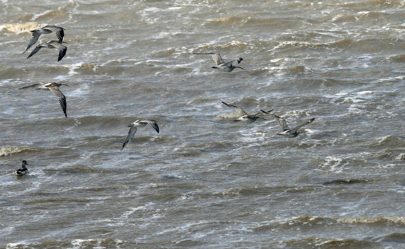 Eurasian Curlew